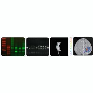 BLT GelView 4000 Lite Jel Görüntüleme Sistemi | 6,3 MP | 13 × 13 cm